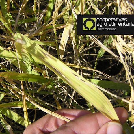 La Red de Informacin Fitosanitaria de Extremadura permitir alertar de plagas vegetales