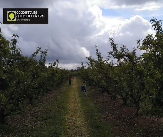 Ajustando la fruta
