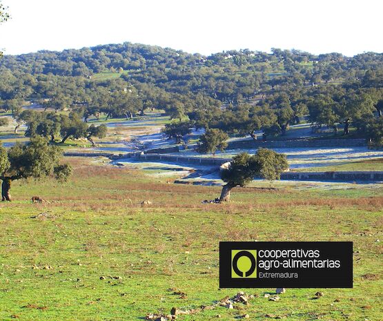Cooperativas Extremadura pide la convocatoria de la Comisión Territorial de Seguros para reajustar los datos de sequía