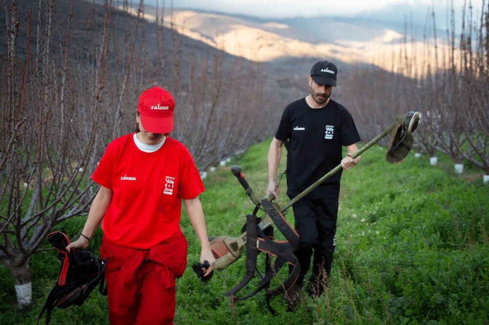 La agricultura que frena el fuego: el papel de la cereza del Jerte frente al incendio de Jarilla