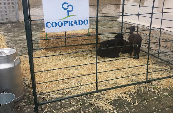Cooprado y Tagus ponen en marcha la primera Escuela de Pastores en Extremadura para formar a profesionales