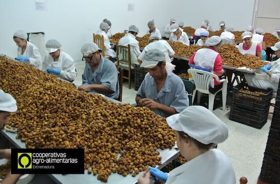 Regadhigos aúna tradición e innovación en la producción y comercialización de higo seco