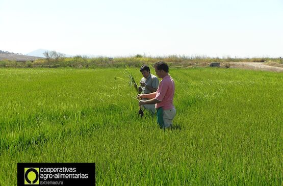Cooperativas Extremadura estima una producción de arroz de 151.915 toneladas en la región