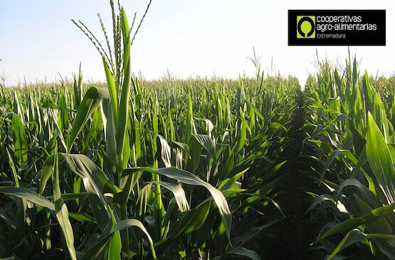 Cooperativas Extremadura estima una cosecha de cereales con excelentes rendimientos 