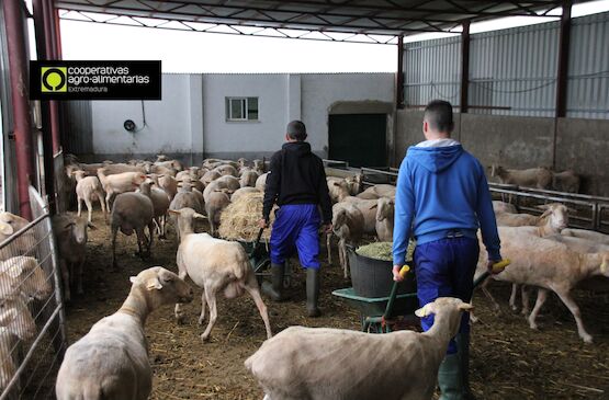 Cooperativas Agro-alimentarias Extremadura trabaja en la constitución de un Comité de Jóvenes Cooperativistas