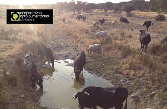 Cooperativas Extremadura insiste en que la línea de seguro de compensación de pastos no funciona