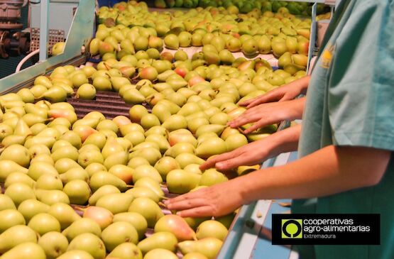 La producción de fruta de hueso desciende en Extremadura esta campaña