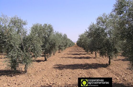 Efluentes de almazara para fertirrigación