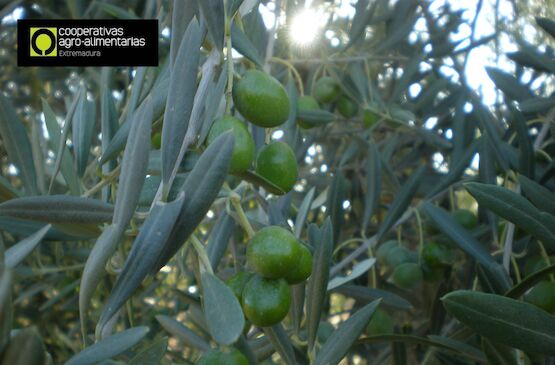 Cooperativas Agro-alimentarias lamenta la decisión de EEUU de mantener los aranceles sobre el olivar español