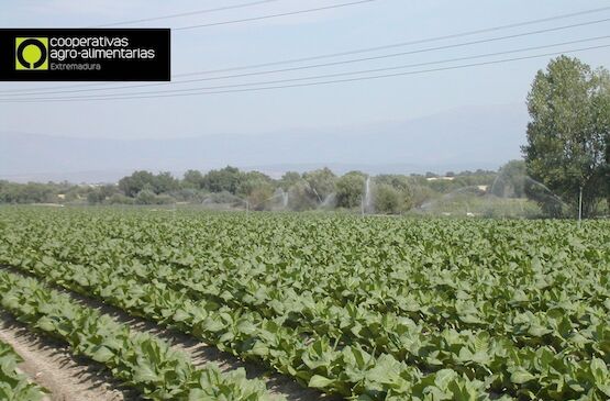 Casi 2 millones de euros para la agricultura sostenible en Extremadura
