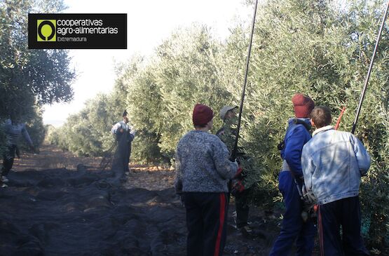 Cooperativas Agro-alimentarias solicita al Gobierno una defensa firme del sector olivarero español