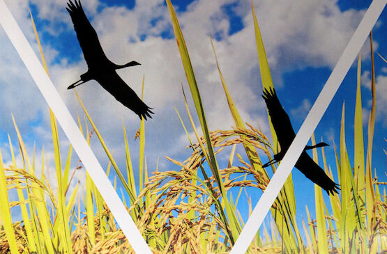 Palazuelo celebra las II Jornadas del Arroz y las Aves de Arrozal el 29 y 30 de marzo