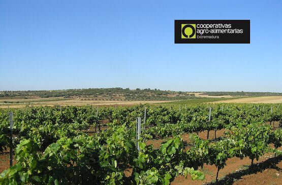 Extremadura copa el 53% de la nueva superficie de cava