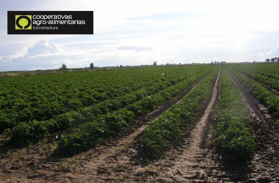 Cooperativas Extremadura solicita el uso excepcional de 7 sustancias activas para fitosanitarios en diversos cultivos