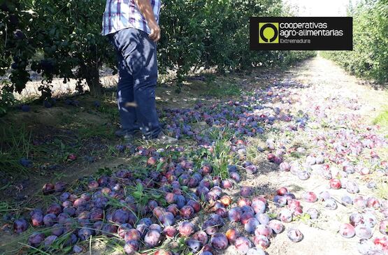 Cooperativas Extremadura y AFRUEX cifran en 13 millones de euros las pérdidas sufridas por pedrisco en el cultivo de ciruela de la región