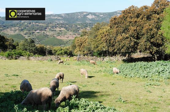 Extremadura permite el pastoreo en barbechos de interés ecológico por la sequía