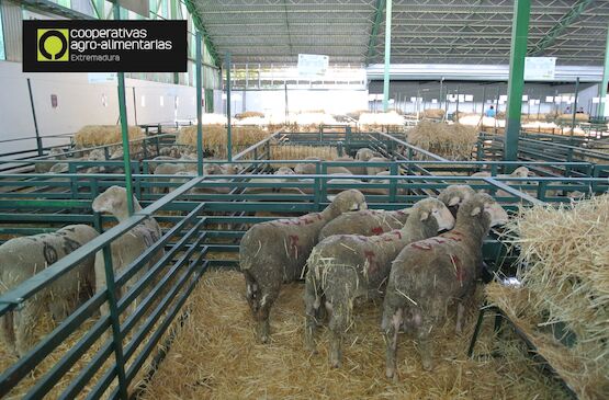 El sector ovino y caprino ya puede solicitar las ayudas estatales