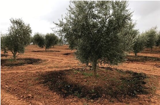 VALORARES consigue regenerar la tierra e incrementar la productividad de cultivos de Extremadura