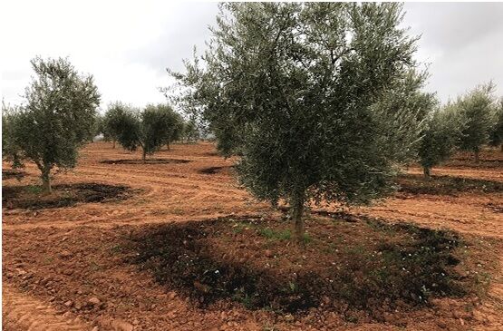 VALORARES aplica en olivar el compost de la planta piloto de la cooperativa Virgen de la Estrella