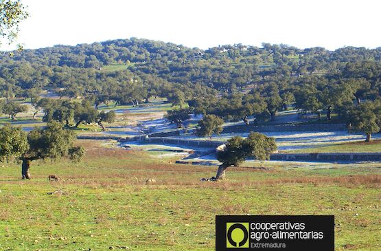 Cooperativas Extremadura pide la convocatoria de la Comisión Territorial de Seguros para reajustar los datos de sequía