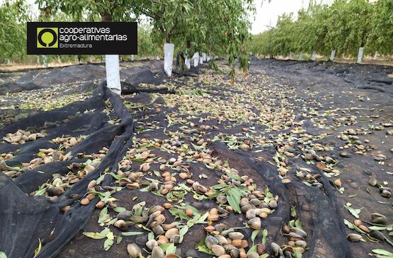 Extremadura producirá casi 6.000 toneladas de almendra en esta campaña