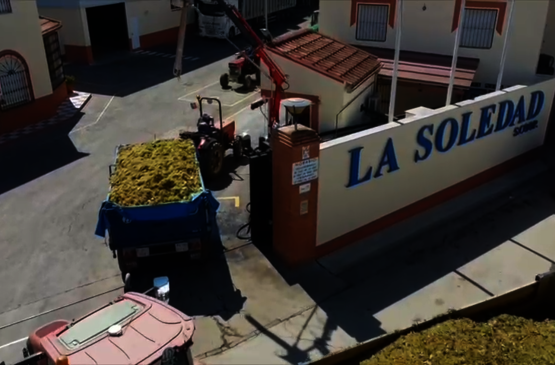 La Soledad, 50 años cultivando unión, vino y futuro desde Aceuchal