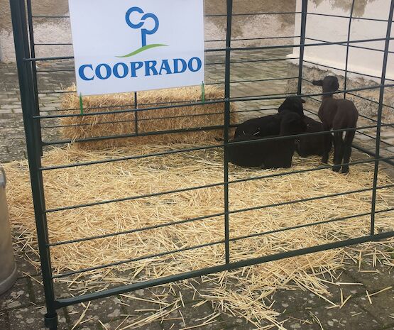 Cooprado y Tagus ponen en marcha la primera Escuela de Pastores en Extremadura para formar a profesionales