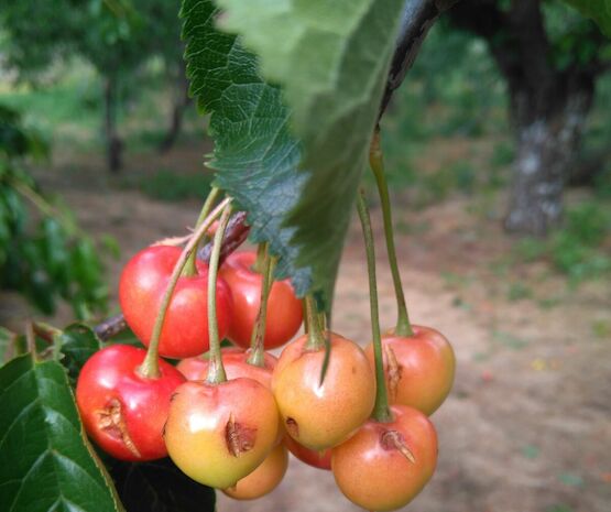 Cooperativas Extremadura insta a la Junta a actuar para incrementar la contratación del seguro de cereza