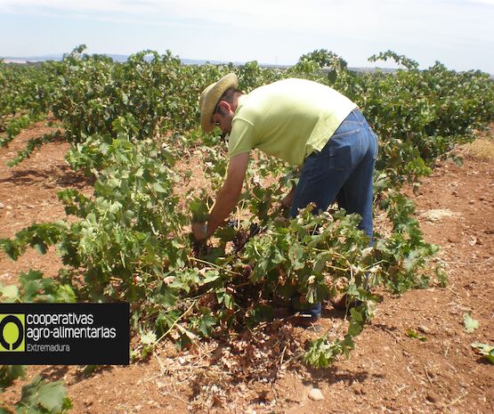 Cooperativas Extremadura estima una vendimia de 2,85 millones de hectolitros