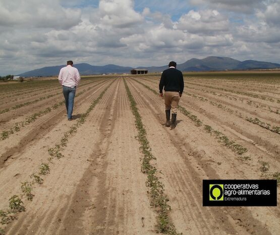 Cooperativas Agro-alimentarias Extremadura atendió más de 2.300 siniestros de seguros agrarios durante el año pasado