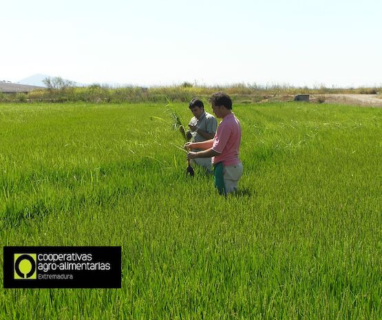 Cooperativas Extremadura pide el uso excepcional de dos sustancias activas para la próxima campaña de arroz