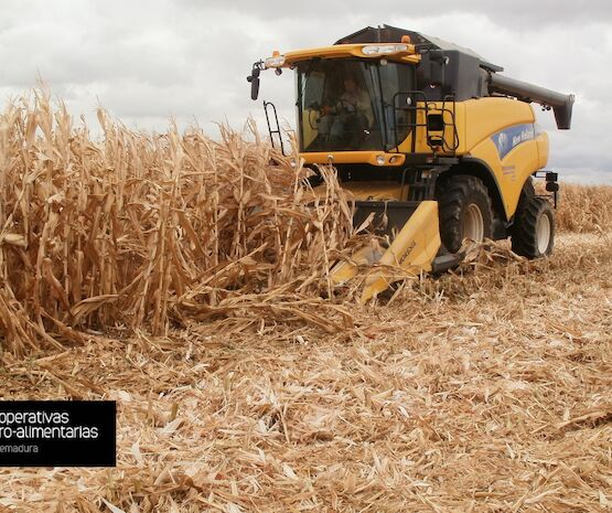 La cosecha de cereales supera las 900.000 toneladas en Extremadura