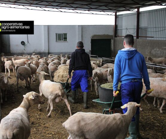 Cooperativas Extremadura exige servicios mínimos en la huelga de transporte y alerta de los graves problemas que está causando en el sector agrario