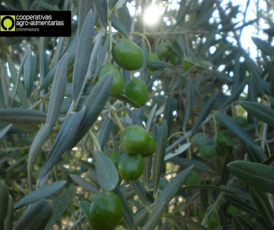 Cooperativas Agro-alimentarias lamenta la decisión de EEUU de mantener los aranceles sobre el olivar español