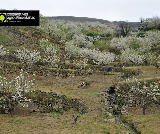 Cooperativas Extremadura espera que ENESA tramite su propuesta de mejora en el seguro de cereza en la próxima reunión del Grupo de Normativa