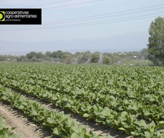 Los productores extremeños de tabaco plantan más de 8.000 hectáreas de esta campaña
