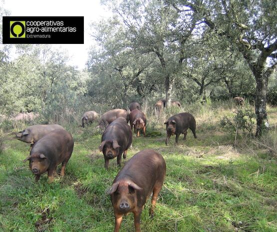 El Gobierno aprueba ayudas por valor de 10 millones de euros para el porcino ibérico