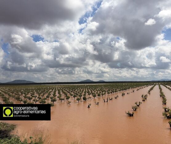 Balance de 2018, un año agrícola caracterizado en Extremadura por los daños producidos por las tormentas puntualmente muy intensas