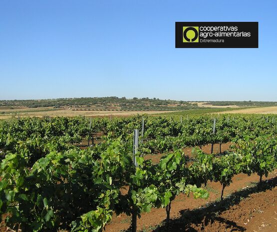 Los cultivos de ajo, viña y olivar protagonizan una jornada de seguros agrarios de Cooperativas Extremadura