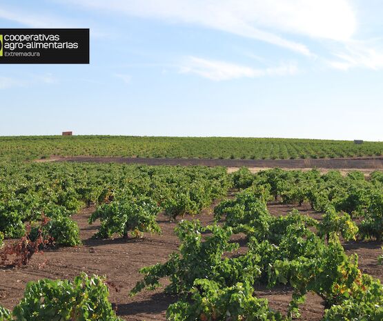 Reposicionar el vino extremeño