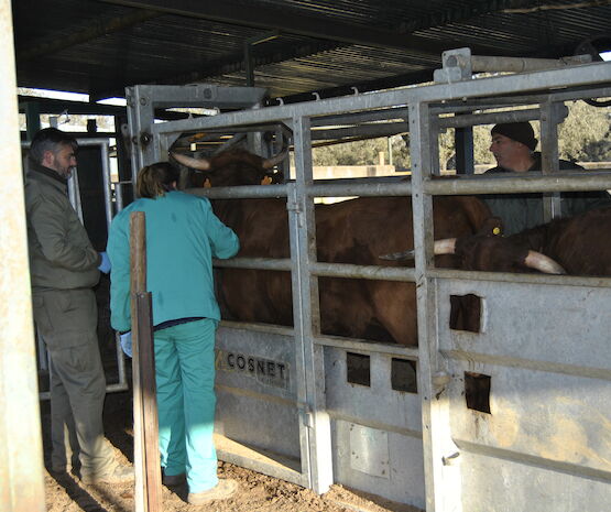 Ganaderos de bovino y caprino pueden solicitar ya ayudas para prevenir la tuberculosis