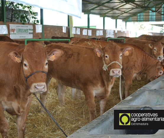 Extremadura suspende presencia ganado en ferias ante la dermatosis nodular contagiosa