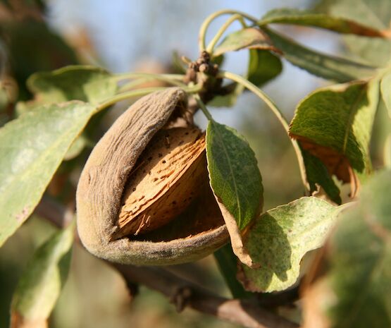 Extremadura aumentará un 69% su producción de almendra esta campaña