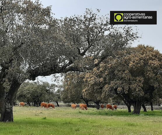 GoDehesa valora la apuesta de la PAC por criterios medioambientales