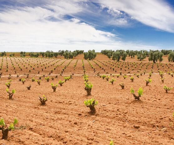 Convocadas ayudas por 5 millones de euros para inversiones en apoyo al sector vitivinícola