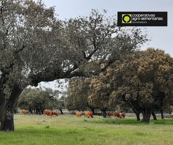 GoDehesa mejorará la salud del suelo de la dehesa a través del manejo holístico