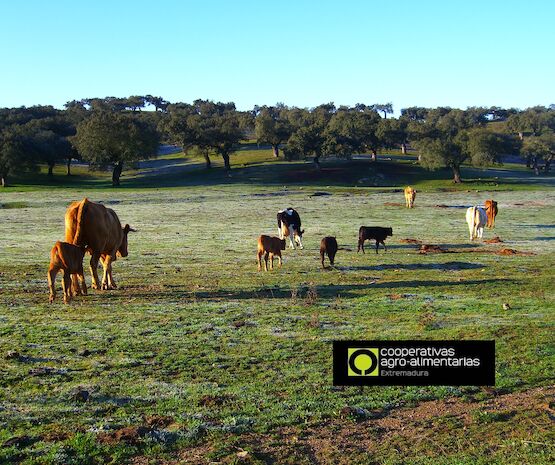 Cooperativas Extremadura y EA Group plantean la creación de una herramienta para el seguimiento de la sequía que contraste el seguro de compensación de pastos