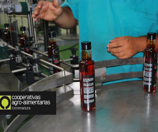 Cooperativas Extremadura comienza a elaborar un Plan Estratégico para el Aceite de Oliva