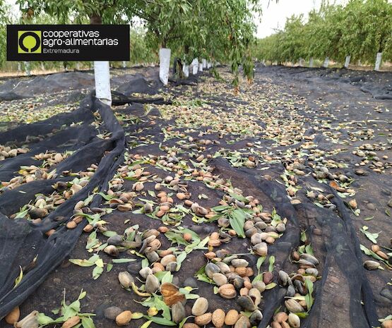 Extremadura producirá casi 6.000 toneladas de almendra en esta campaña