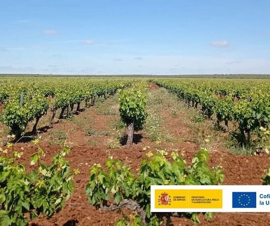 Jornada sobre las ventajas e inconvenientes de las cubiertas vegetales en la viticultura mediterránea